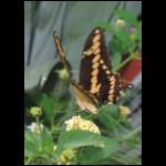 butterfly080109-1.jpg
