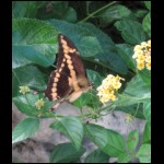 butterfly080109-3.jpg
