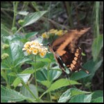 butterfly080109-4.jpg