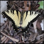 butterfly081109-1.jpg