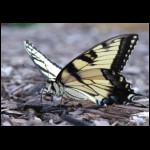 butterfly081109-2.jpg