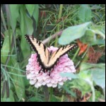 butterfly081109-3.jpg