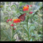 butterfly081609-1.jpg
