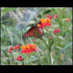 butterfly081609-2.jpg