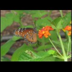 butterfly081609-3.jpg