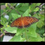 butterfly081609-4.jpg