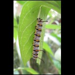 caterpillar081609-1.jpg