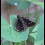 moth081609-1.jpg