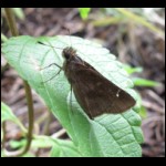 moth081609-3.jpg