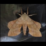 moth081609-4.jpg