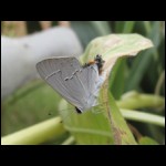 moth081609-5.jpg