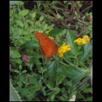 butterfly070509-1.jpg