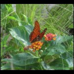 butterfly070509-3.jpg