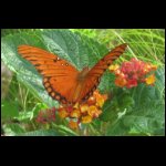 butterfly070509-4.jpg