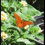 butterfly070509-7.jpg
