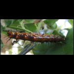 caterpillar-la070509-1.jpg