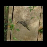 hummingbird070509-2.jpg