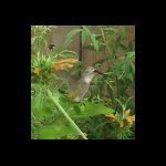 hummingbird070509-3.jpg