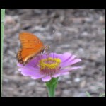butterfly071809-1.jpg