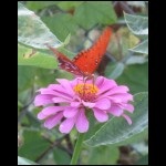 butterfly071809-2.jpg