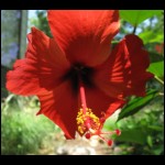 hibiscus-red071809-1.jpg