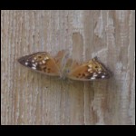 moth071809-4.jpg