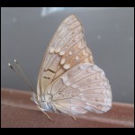 moth071809-5.jpg