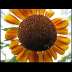 sunflower-orange071809-1.jpg
