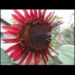 sunflower-red071809-1.jpg