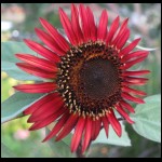 sunflower-red071809-2.jpg