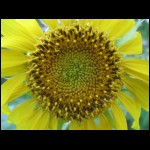 sunflower-yellow071809-1.jpg