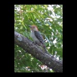 woodpecker071809-1.jpg