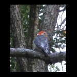 woodpecker071809-2.jpg