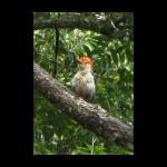 woodpecker071809-3.jpg