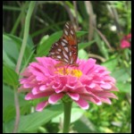 butterfly-zinnia073109-2.jpg
