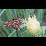 butterfly073109-13.jpg