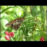butterfly073109-1.jpg