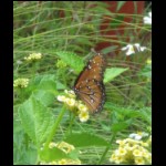 butterfly073109-3.jpg