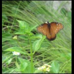 butterfly073109-4.jpg