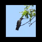 hummingbird073109-2.jpg