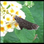 moth073109-1.jpg
