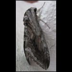 moth073109-2.jpg