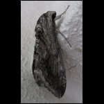 moth073109-4.jpg