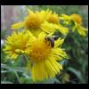daisy-wild-bee060609-1.jpg