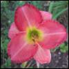 daylilly-pink060609-1.jpg