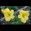 daylilly-yellow-2-060609-1.jpg