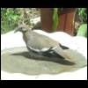 dove-birdbath-060709-1.jpg