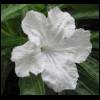 petunia-white061309-1.jpg