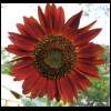 sunflower-red060609-1.jpg