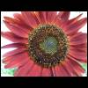 sunflower-red060609-2.jpg